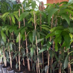 Planta de Mango Kent