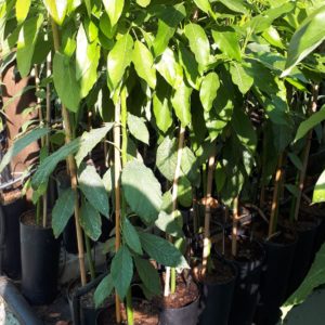 Planta Aguacate Hass